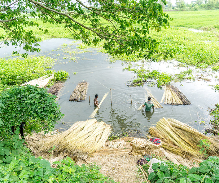 Collecting bamboo in the water