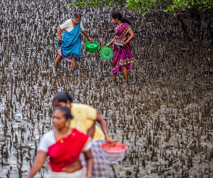 Women planting rice