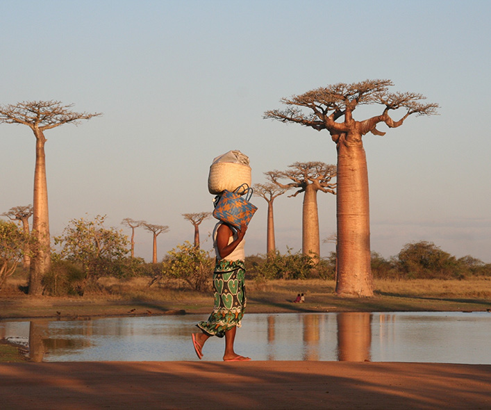 Woman walks amongst Baobabs 