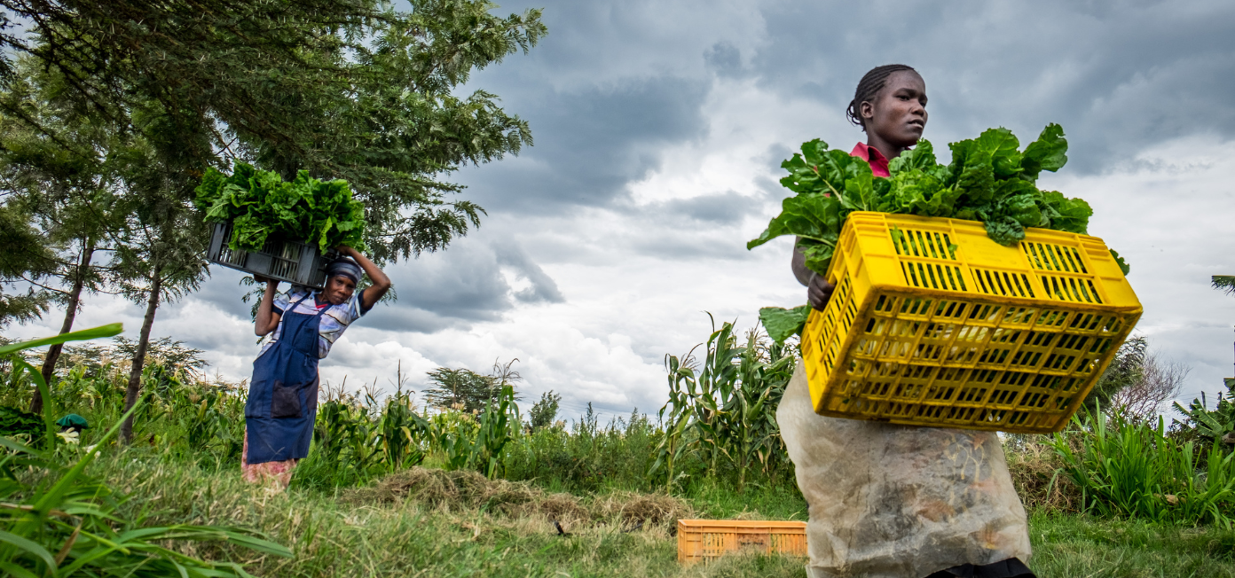 Farmers in Kenya harvesting vegetables