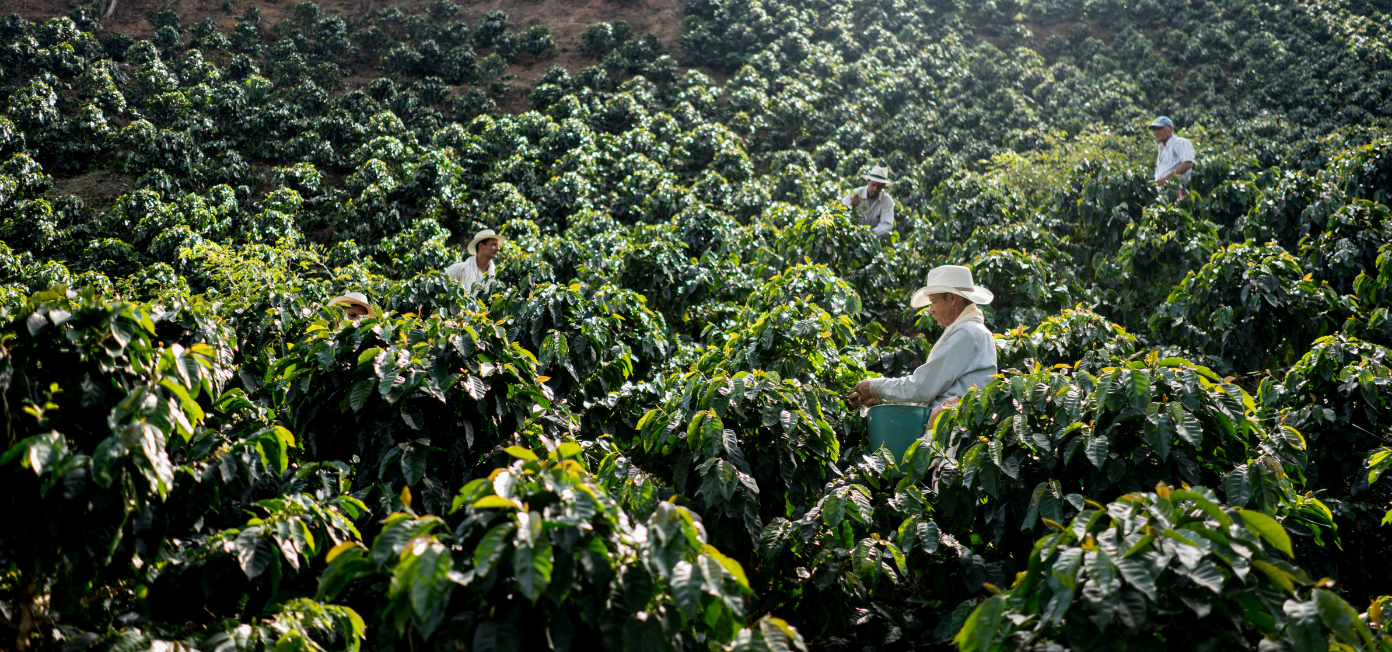 Financing the future of food systems starts with government leadership 