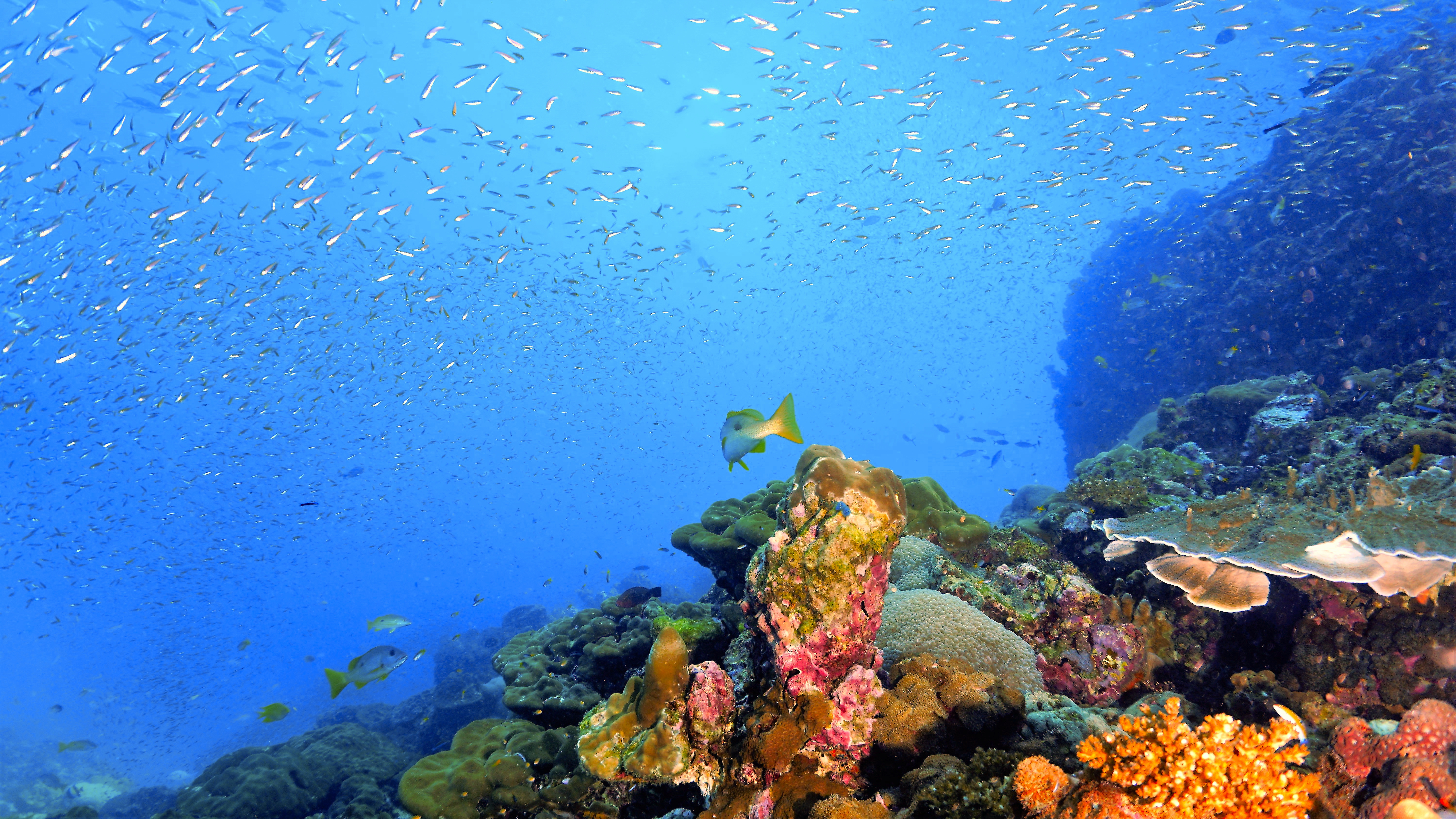 Coral Reefs